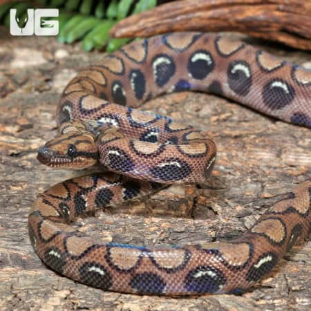 Brazilian Rainbow Boas (Epicrates cenchria) For Sale - Underground Reptiles