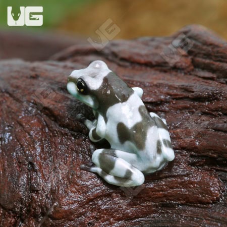 C.B. Baby Amazon Milk Frog (Trachycephalus resinifictrix) For Sale- Underground Reptiles