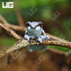 C.B. Baby Amazon Milk Frog (Trachycephalus resinifictrix) For Sale- Underground Reptiles