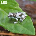 C.B. Baby Amazon Milk Frog (Trachycephalus resinifictrix) For Sale- Underground Reptiles