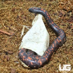 Baby Calabar Pythons (Calabaria reinhardtii) For Sale - Underground Reptiles