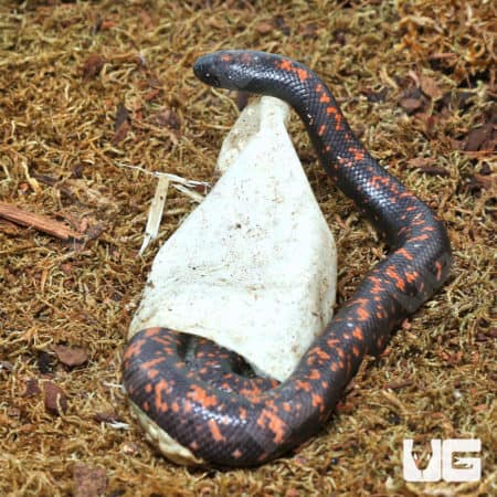 Baby Calabar Pythons (Calabaria reinhardtii) For Sale - Underground Reptiles