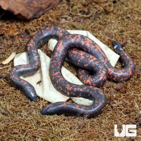 Baby Calabar Pythons (Calabaria reinhardtii) For Sale - Underground Reptiles