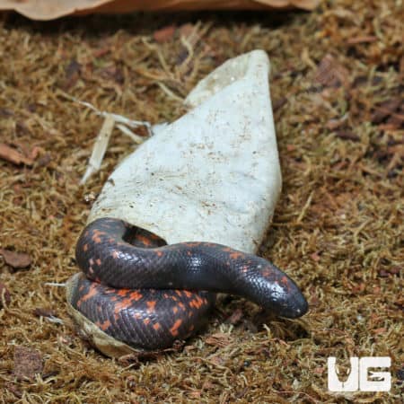 Baby Calabar Pythons (Calabaria reinhardtii) For Sale - Underground Reptiles