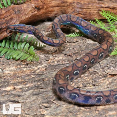 Brazilian Rainbow Boas (Epicrates cenchria) For Sale - Underground Reptiles