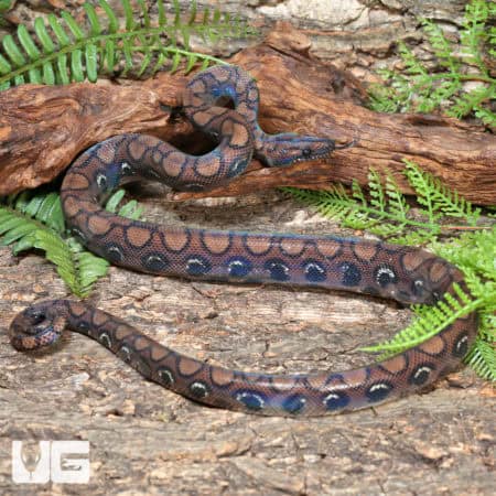 Brazilian Rainbow Boas (Epicrates cenchria) For Sale - Underground Reptiles