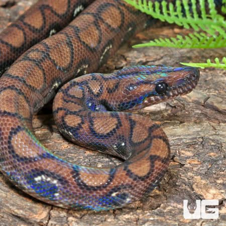 Brazilian Rainbow Boas (Epicrates cenchria) For Sale - Underground Reptiles