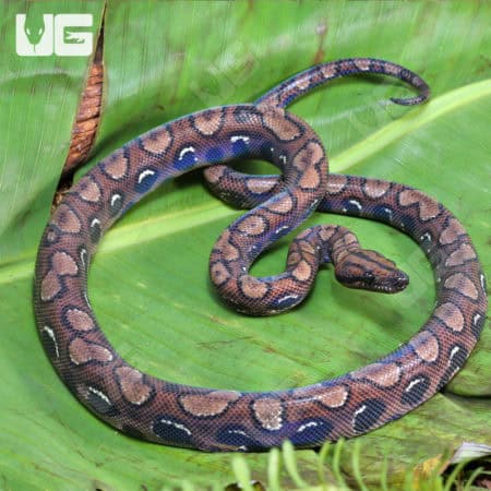 Brazilian Rainbow Boas (Epicrates cenchria) For Sale - Underground Reptiles