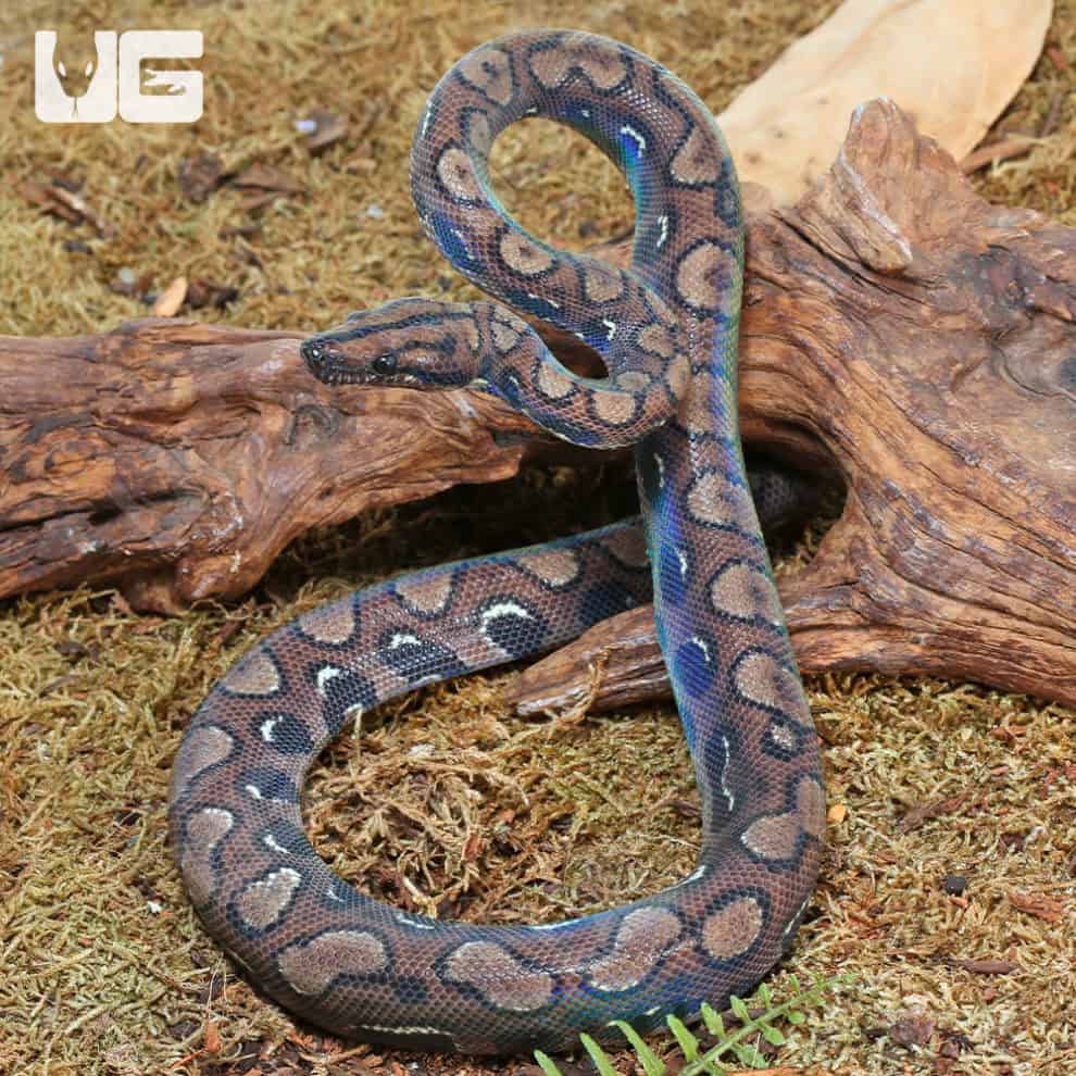 Dark Anery Brazilian Rainbow Boas (Epicrates cenchria) For Sale ...