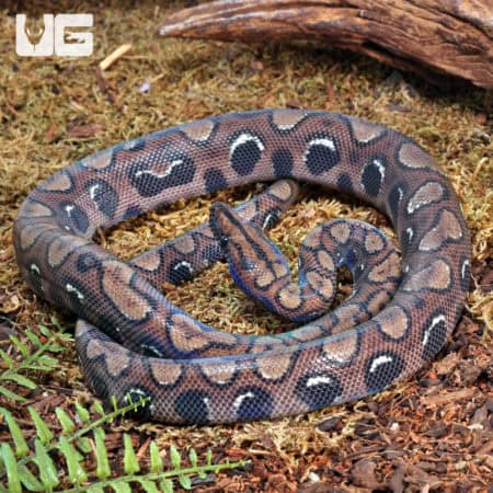 Brazilian Rainbow Boas (Epicrates cenchria) For Sale - Underground Reptiles