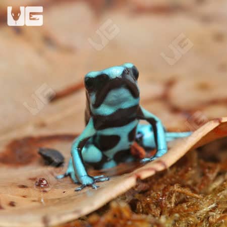 Green And Black Auratus Dart Frog (Dendrobates auratus) For Sale - Underground Reptiles