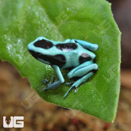 Green And Black Auratus Dart Frog (Dendrobates auratus) For Sale - Underground Reptiles