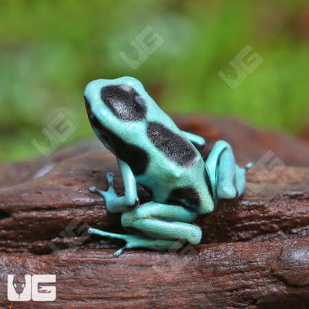Green And Black Auratus Dart Frog (Dendrobates auratus) For Sale - Underground Reptiles