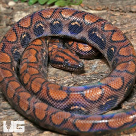 Brazilian Rainbow Boas (Epicrates cenchria) For Sale - Underground Reptiles