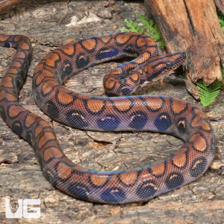 Brazilian Rainbow Boas (Epicrates cenchria) For Sale - Underground Reptiles