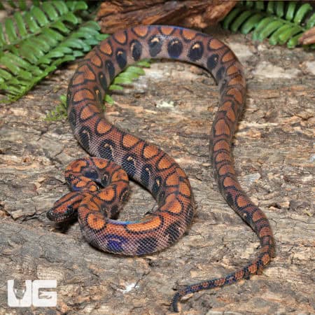 Brazilian Rainbow Boas (Epicrates cenchria) For Sale - Underground Reptiles