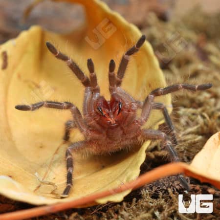 Chaco Golden Knee Tarantulas (Grammostola pulchripes) For Sale - Underground Reptiles