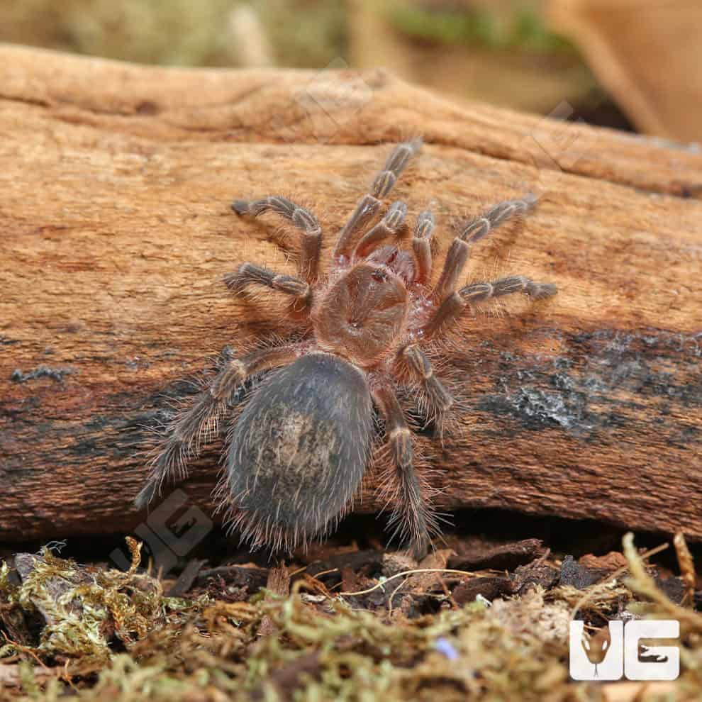 Chaco Golden Knee Tarantulas For Sale - Underground Reptiles