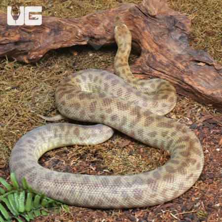 Children's Python (Antaresia childreni) For Sale - Underground Reptiles