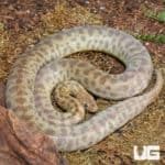 Children's Python (Antaresia childreni) For Sale - Underground Reptiles