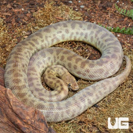 Children's Python (Antaresia childreni) For Sale - Underground Reptiles