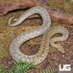 Children's Python (Antaresia childreni) For Sale - Underground Reptiles