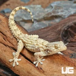 Crocodile Geckos (Tarentola mauritanica) For Sale - Underground Reptiles