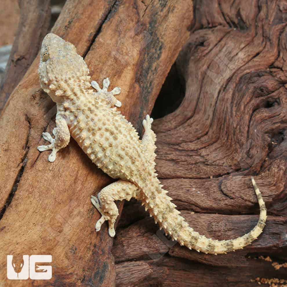 Crocodile Gecko For Sale Underground Reptiles