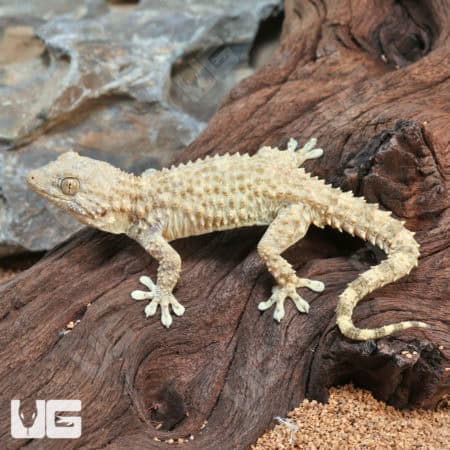 Crocodile Geckos (Tarentola mauritanica) For Sale - Underground Reptiles