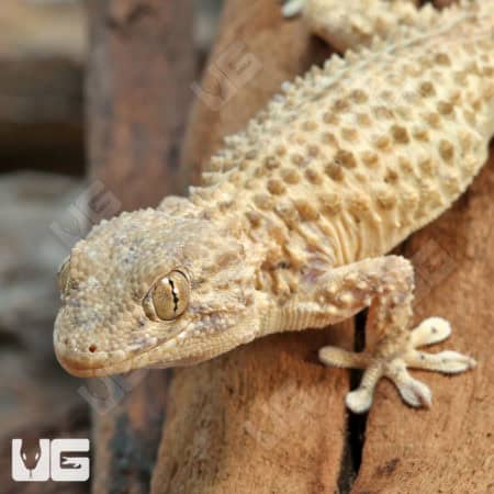 Crocodile Geckos (Tarentola mauritanica) For Sale - Underground Reptiles