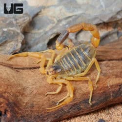 Death Stalker Scorpion (Leiurus quinquestriatus) For Sale- Underground Reptiles