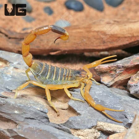 Death Stalker Scorpion (Leiurus quinquestriatus) For Sale- Underground Reptiles