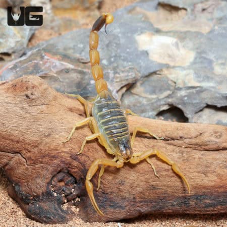 Death Stalker Scorpion (Leiurus quinquestriatus) For Sale- Underground Reptiles