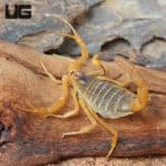 Death Stalker Scorpion (Leiurus quinquestriatus) For Sale- Underground Reptiles