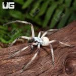 Desert Huntsman Spider (Heteropoda maxima) For Sale - Underground Reptiles