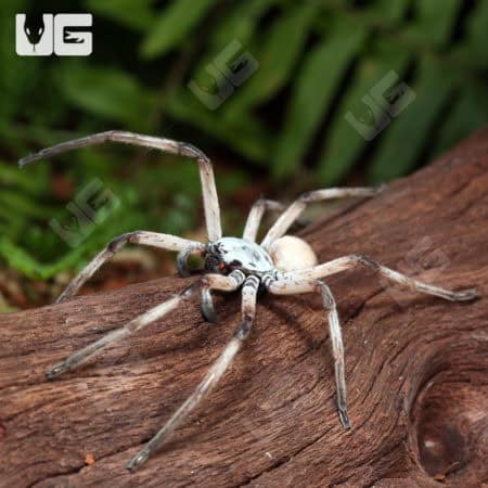 Desert Huntsman Spider (Heteropoda maxima) For Sale - Underground Reptiles