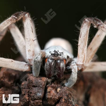 Desert Huntsman Spider (Heteropoda maxima) For Sale - Underground Reptiles