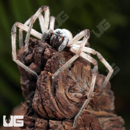 Desert Huntsman Spider (Heteropoda maxima) For Sale - Underground Reptiles