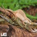 Nose Horned Dwarf Chameleons (Calumma nasutum) For Sale - Underground Reptiles