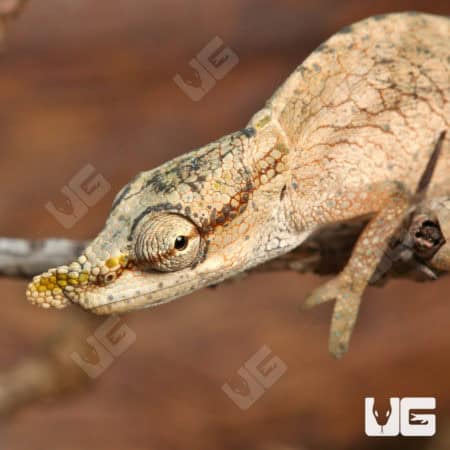 Nose Horned Dwarf Chameleons (Calumma nasutum) For Sale - Underground Reptiles