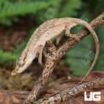 Nose Horned Dwarf Chameleons (Calumma nasutum) For Sale - Underground Reptiles