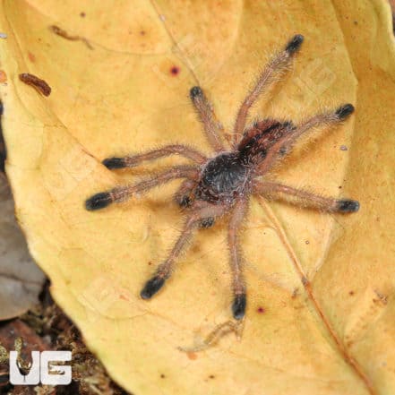 Ecuadorian Wooly Pinktoe Tarantula for Sale - Underground Reptiles