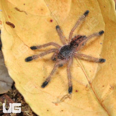 Ecuadorian Wooly Pinktoe Tarantula (1") (Avicularia huriana) For Sale - Underground Reptiles