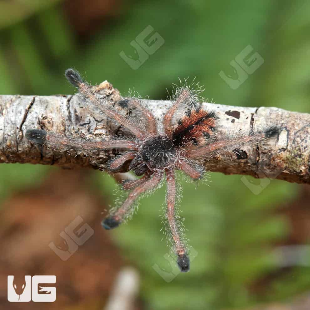 Ecuadorian Wooly Pinktoe Tarantula for Sale - Underground Reptiles