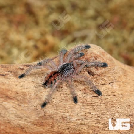 Ecuadorian Wooly Pinktoe Tarantula (1") (Avicularia huriana) For Sale - Underground Reptiles