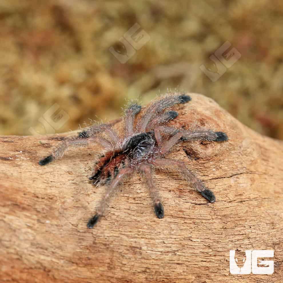 Ecuadorian Wooly Pinktoe Tarantula for Sale - Underground Reptiles