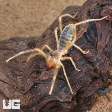 Camel Spider (Galeodes arabs) For Sale - Underground Reptiles