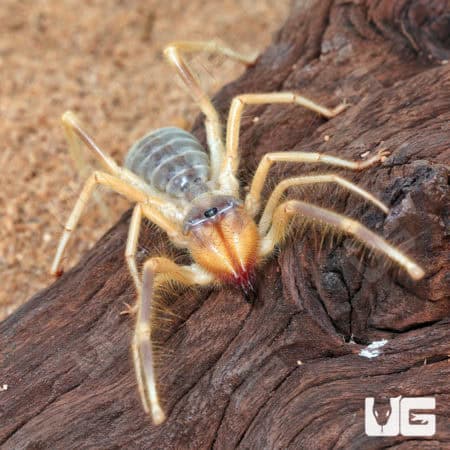 Camel Spider (Galeodes arabs) For Sale - Underground Reptiles