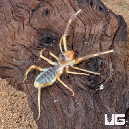 Camel Spider (Galeodes arabs) For Sale - Underground Reptiles