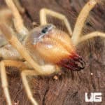 Camel Spider (Galeodes arabs) For Sale - Underground Reptiles